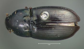 Media type: image;   Entomology 25670 Aspect: habitus dorsal view